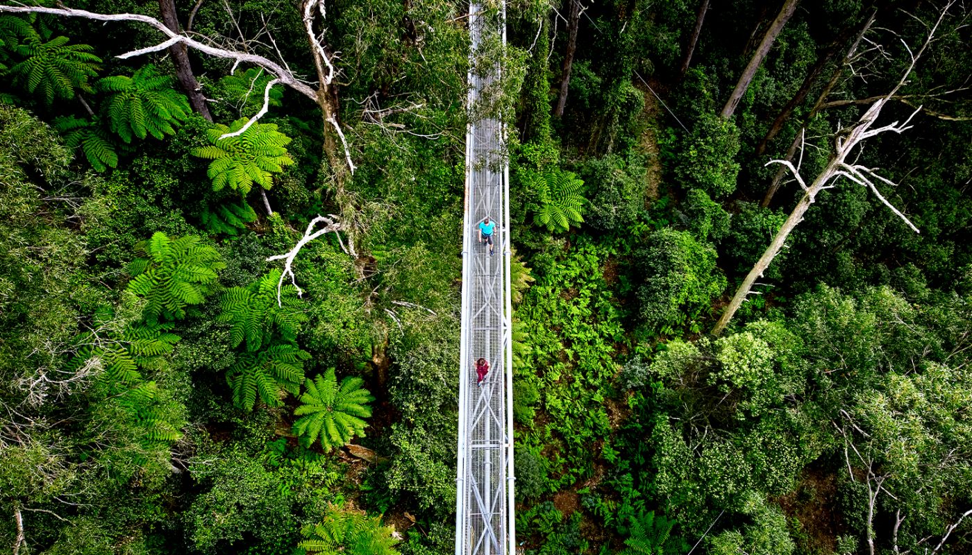 Illawarra Fly Treetop Adventure