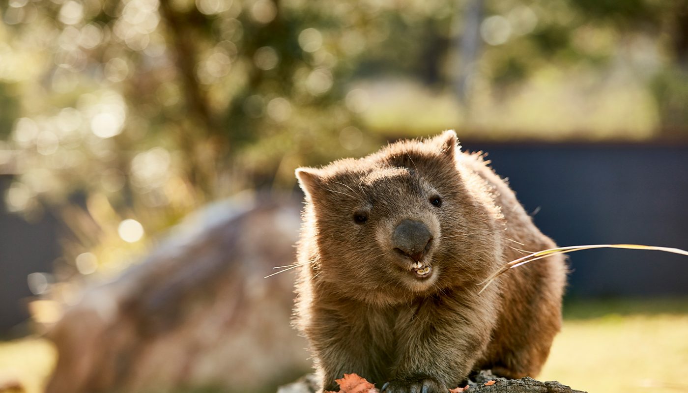 Symbio Wildlife Park